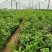 吉塞拉6号砧木矮化樱桃苗鲁樱三号樱桃苗规格齐全