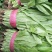 快菜，上海青，小油菜，油麦菜香菜，菠菜……超市商家直供