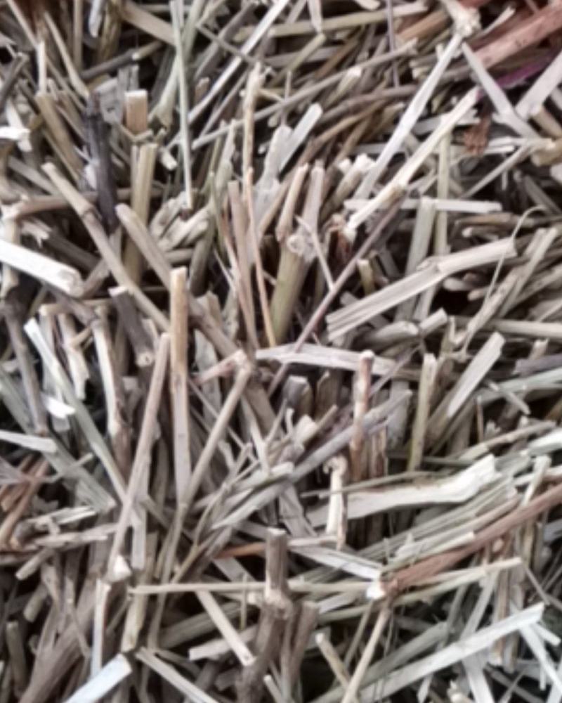 柴胡枝阳枝切断货