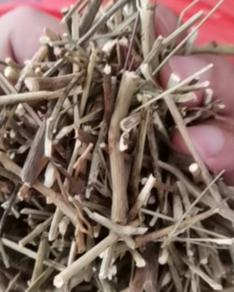 柴胡枝阳枝切断货