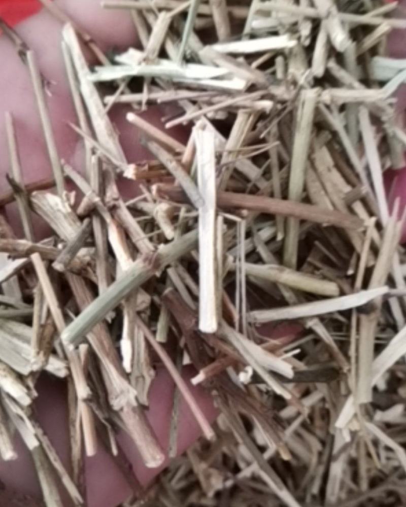 柴胡枝阳枝切断货