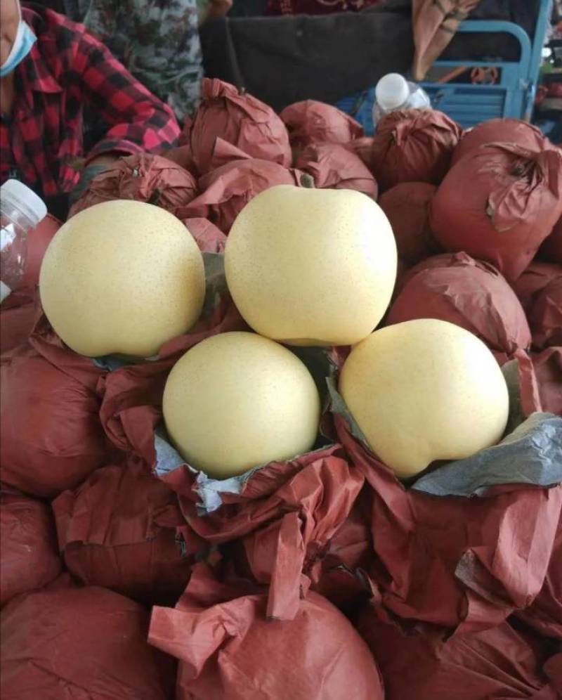 黄金梨，大量上市，四两起步，半斤起步都可以，口感脆甜。