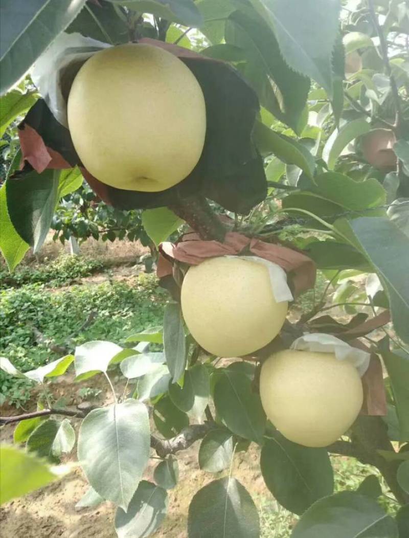 黄金梨，大量上市，四两起步，半斤起步都可以，口感脆甜。