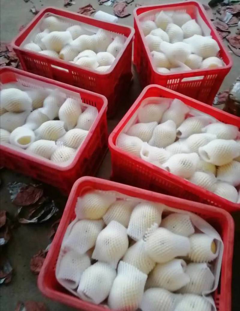 黄金梨，大量上市，四两起步，半斤起步都可以，口感脆甜。