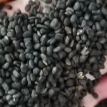 补骨脂无硫过风