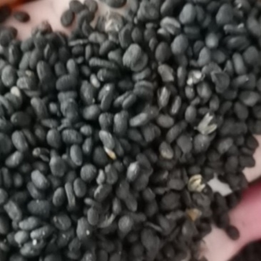 补骨脂无硫过风
