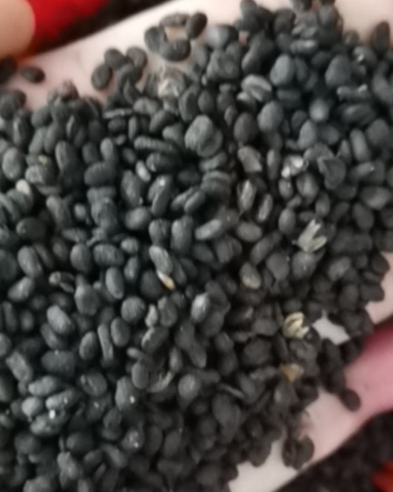 补骨脂无硫过风