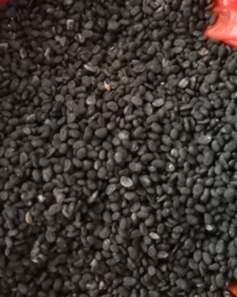 补骨脂无硫过风