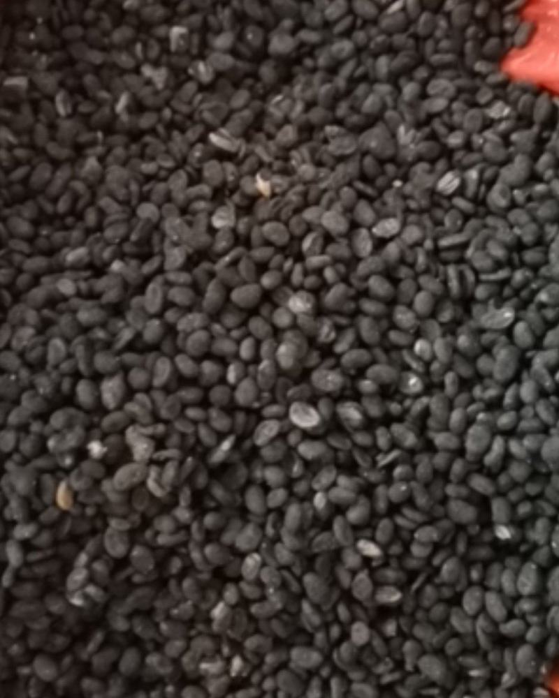 补骨脂无硫过风