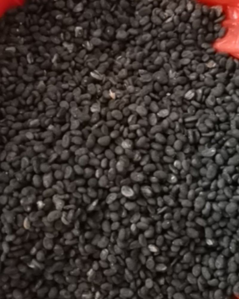 补骨脂无硫过风