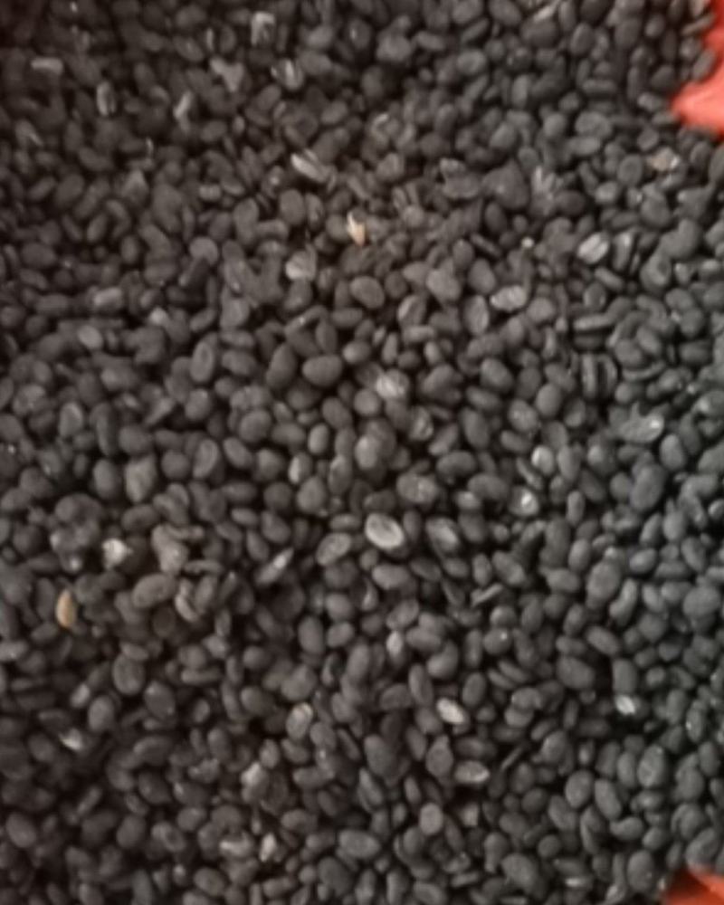 补骨脂无硫过风