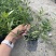 海栀子花，海栀子批发，小杯海栀子花大量销售