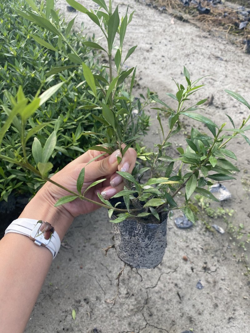 海栀子花，海栀子批发，小杯海栀子花大量销售