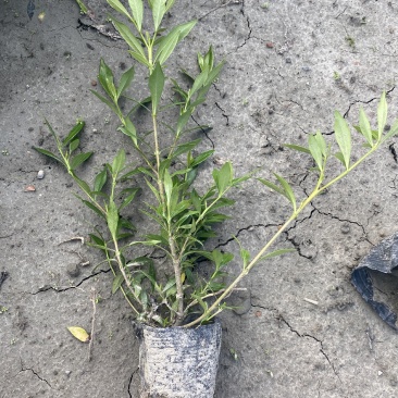 海栀子花，海栀子批发，小杯海栀子花大量销售