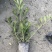 海栀子花，海栀子批发，小杯海栀子花大量销售