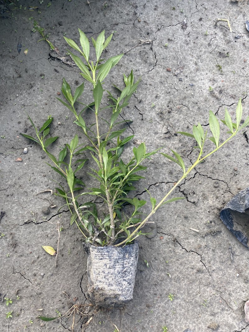 海栀子花，海栀子批发，小杯海栀子花大量销售