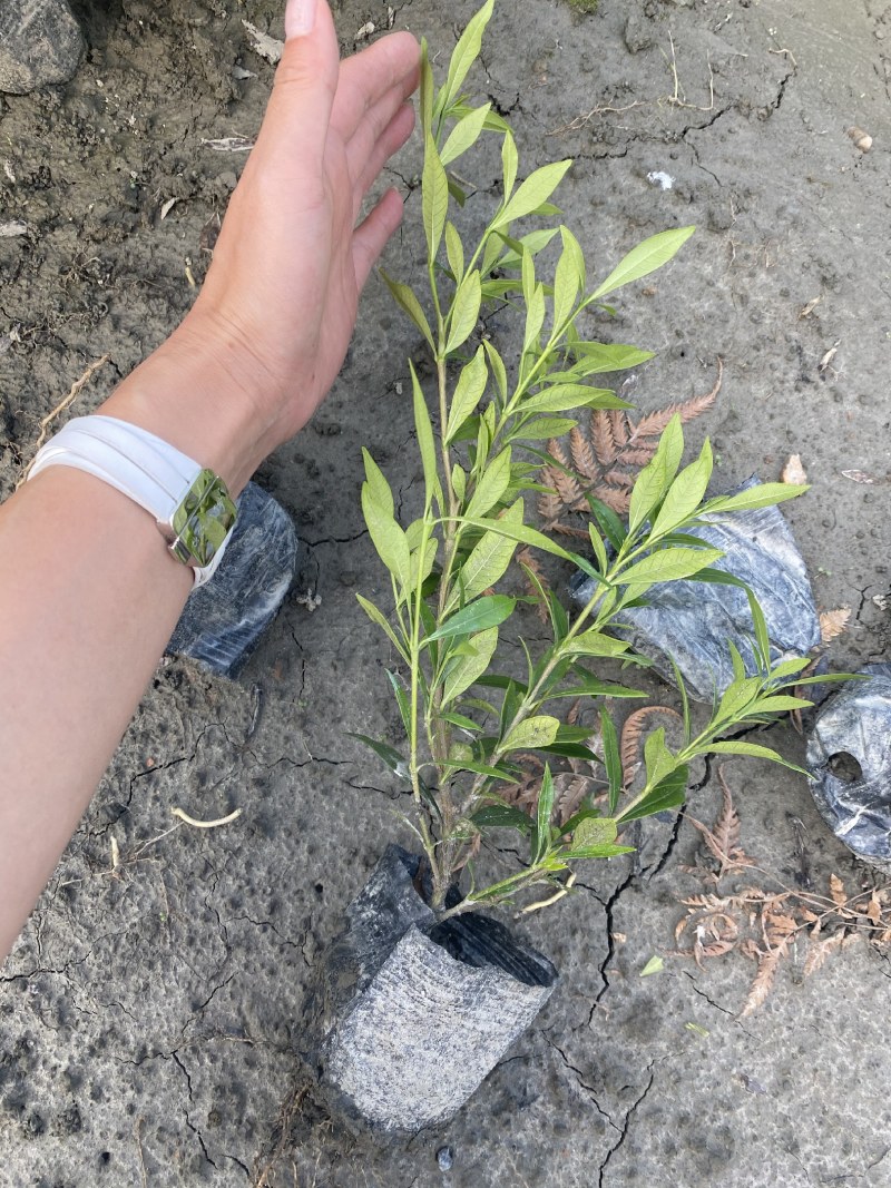 海栀子花，海栀子批发，小杯海栀子花大量销售