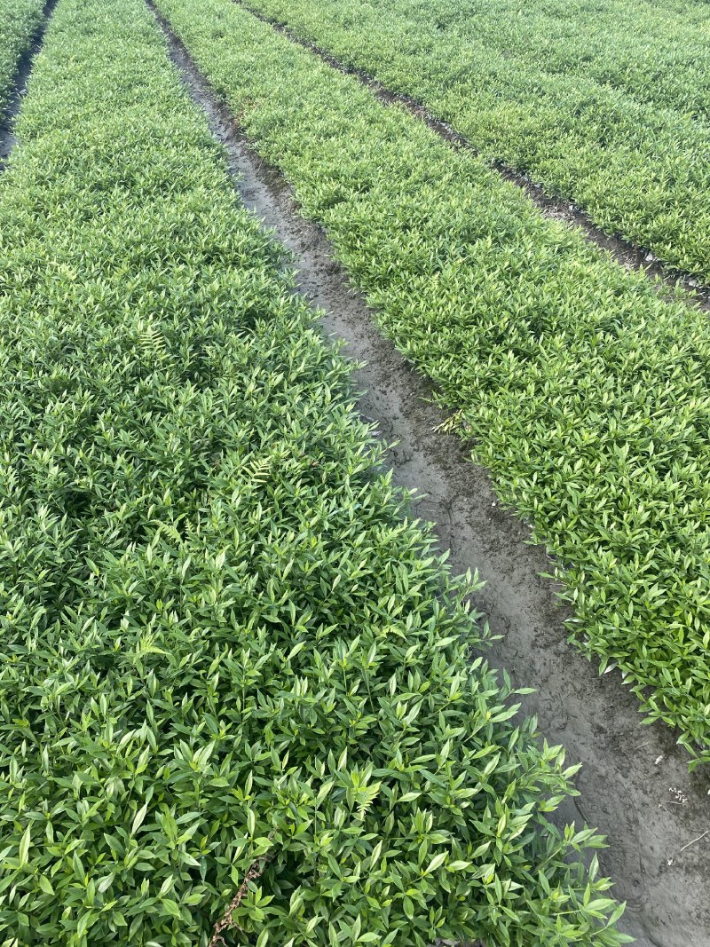 海栀子花，海栀子批发，小杯海栀子花大量销售