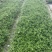 海栀子花，海栀子批发，小杯海栀子花大量销售