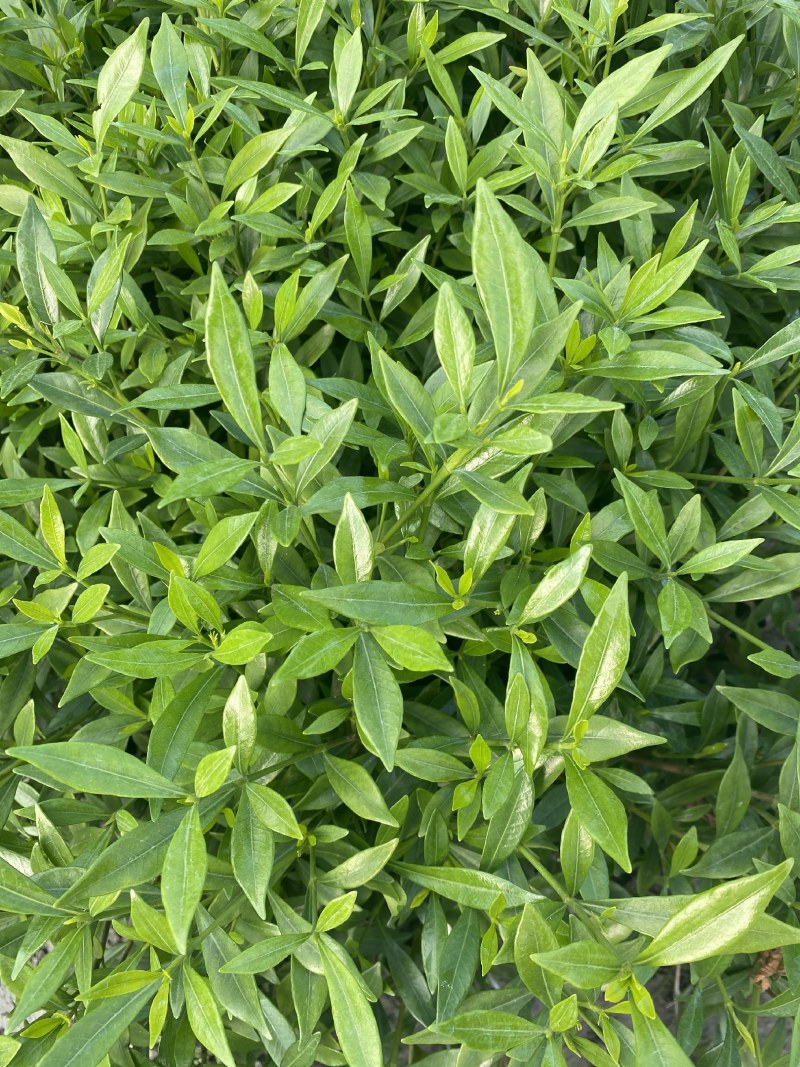 海栀子花，海栀子批发，小杯海栀子花大量销售