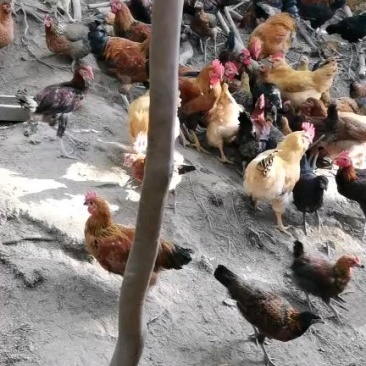 林下散养土鸡欢迎老板来看货