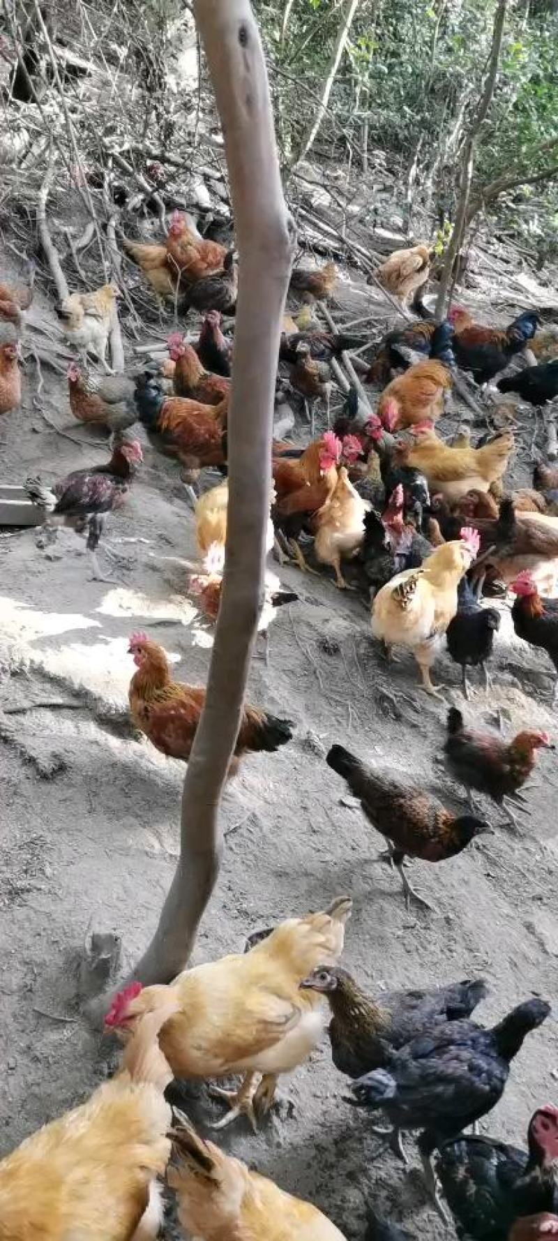 林下散养土鸡欢迎老板来看货