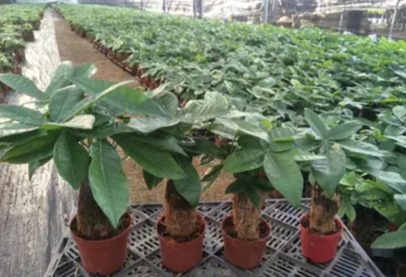 发财树各种规格基地直销大量有货大量有货原装带土发货