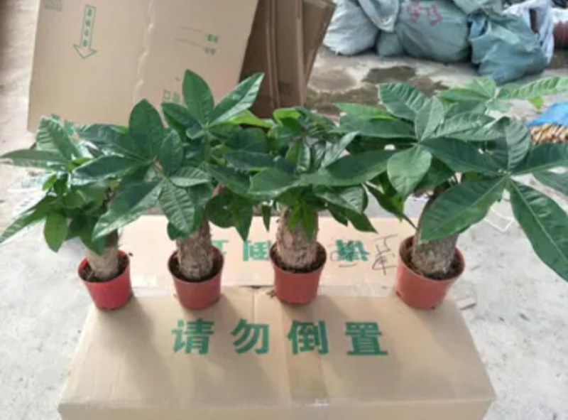 发财树各种规格基地直销大量有货大量有货原装带土发货