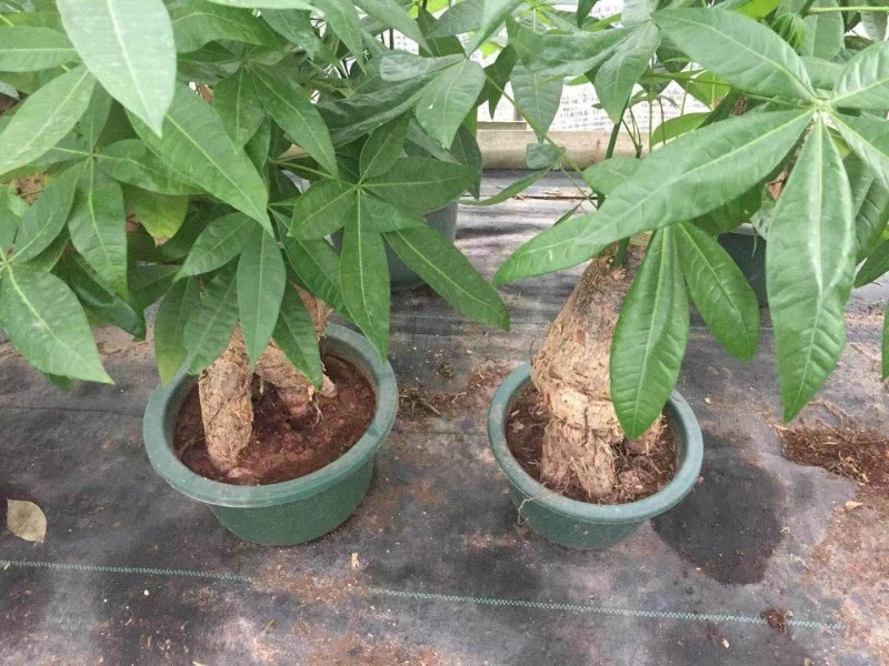 发财树各种规格基地直销大量有货大量有货原装带土发货