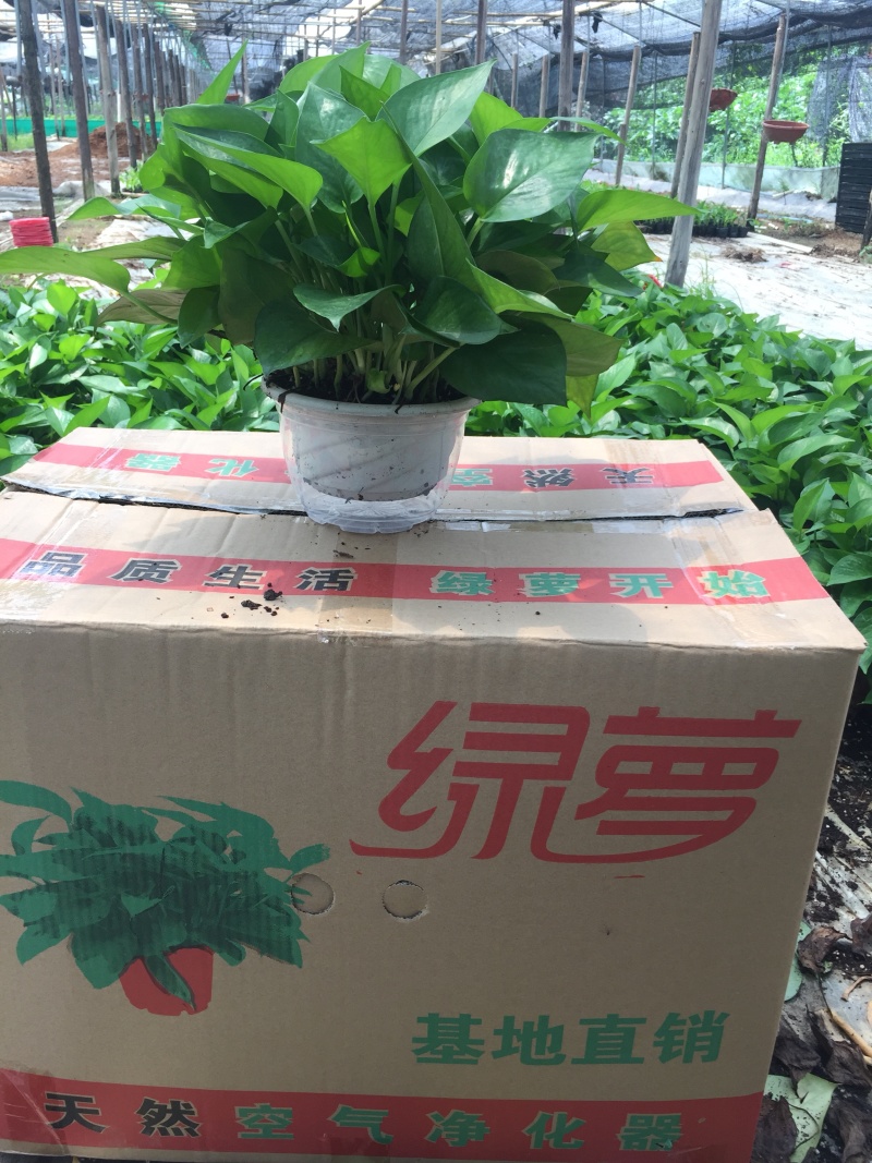 精品180规格绿萝基地直供自家种植价格实惠。