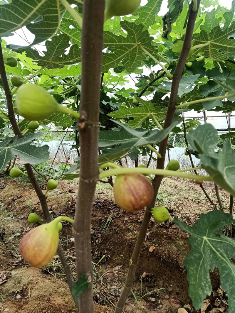 无花果苗，波姬红，布兰瑞克，青皮，金倣芬等品种自家种植