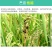 43%戊唑醇杀菌剂锈病叶斑病黑星病斑点落叶病果树蔬菜