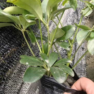 鸭脚木基地现货自产自销