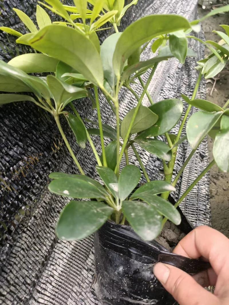 鸭脚木基地现货自产自销