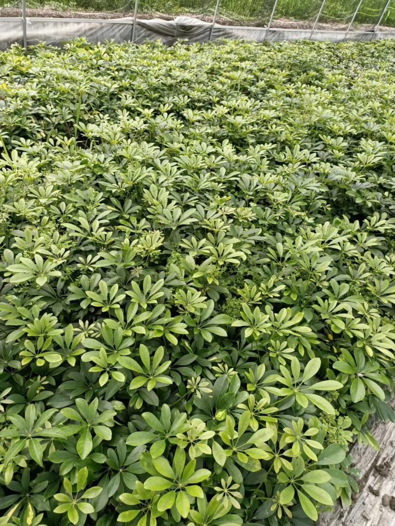 鸭脚木基地现货自产自销