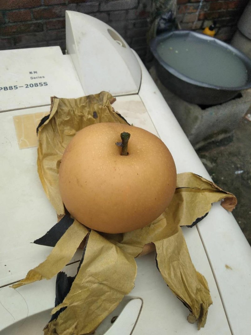 秋月梨口感好颜色细腻欢迎新老客户前来洽谈