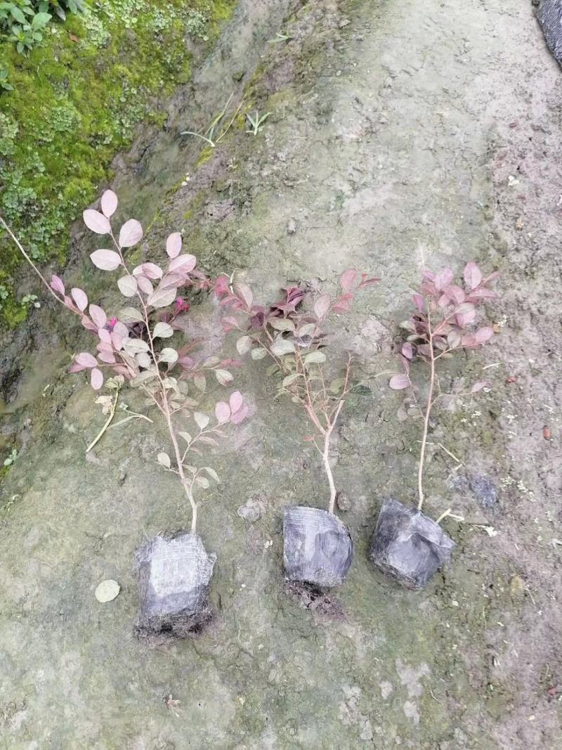 红花继木基地现货量大从优
