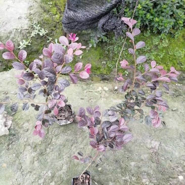 红花继木基地现货量大从优