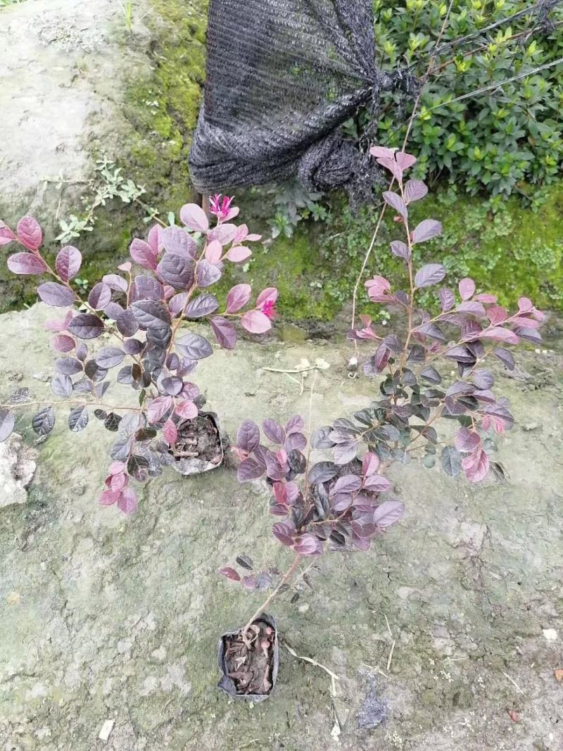 红花继木基地现货量大从优