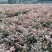 红花继木基地现货量大从优