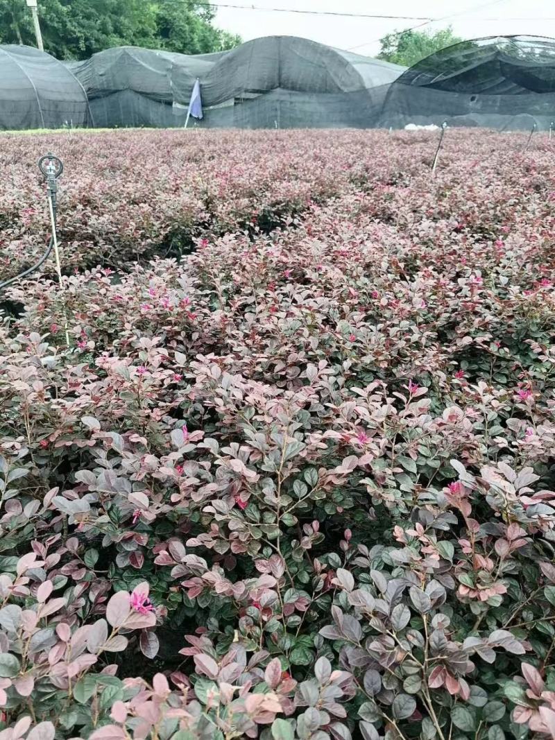 红花继木基地现货量大从优