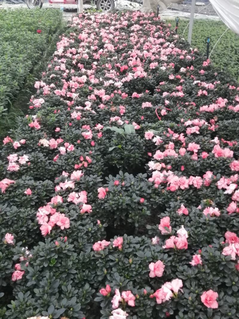 18小桃红四季开花基地现货