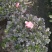 18小桃红四季开花基地现货