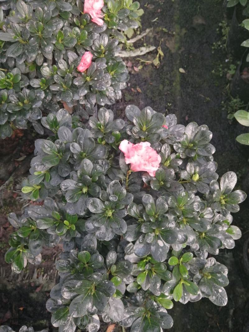 18小桃红四季开花基地现货