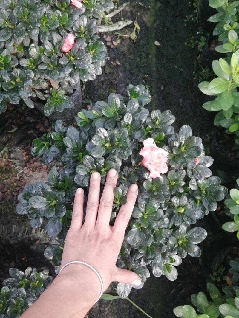 18小桃红四季开花基地现货