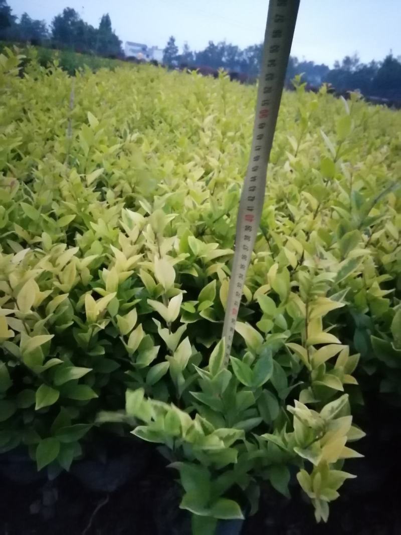 金森女贞绿化苗木自产自销