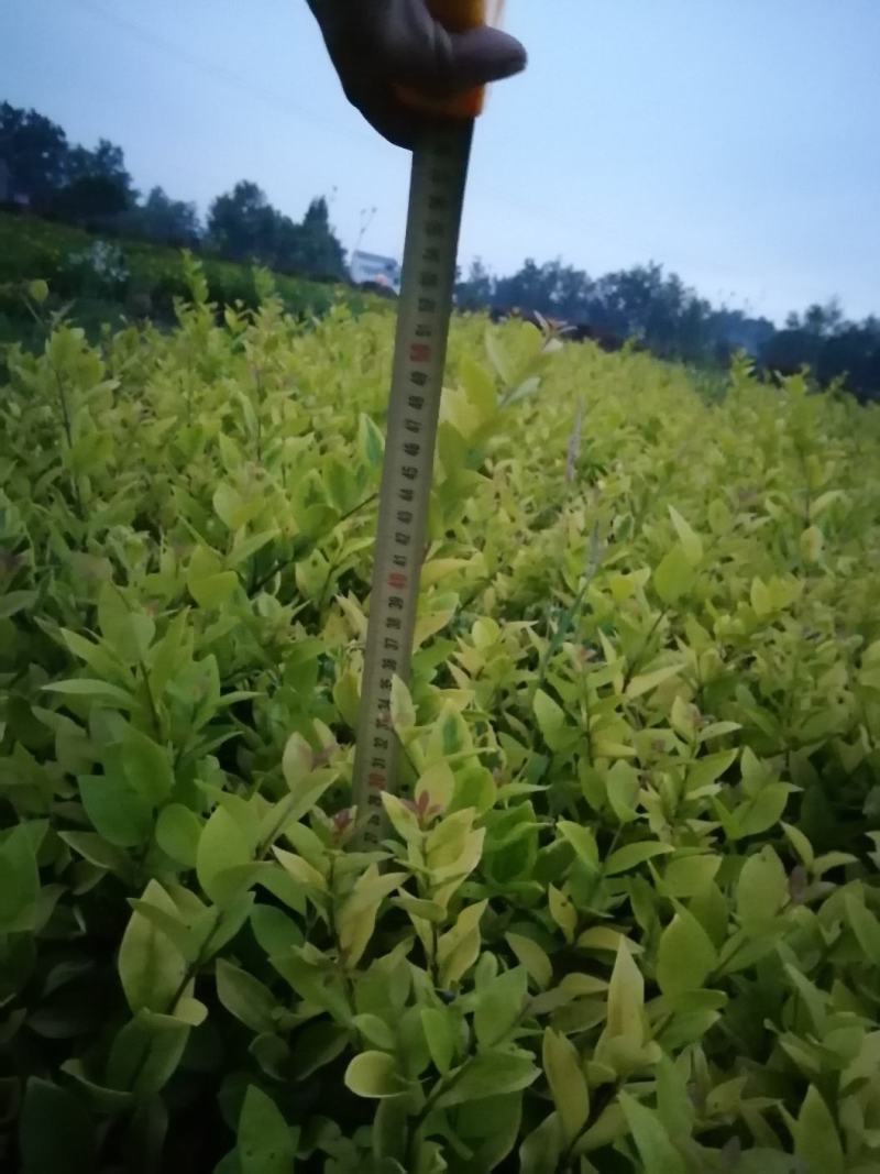 金森女贞绿化苗木自产自销