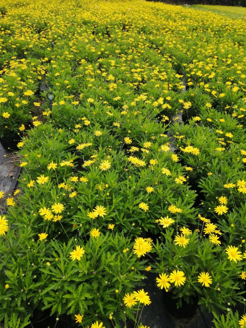 木春菊花卉盆栽，常年开花