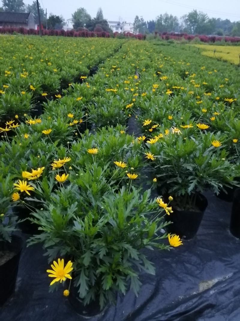 木春菊花卉盆栽，常年开花