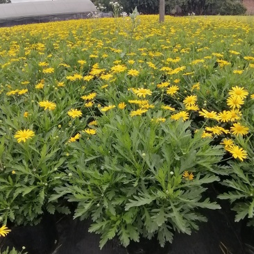 木春菊花卉盆栽，常年开花